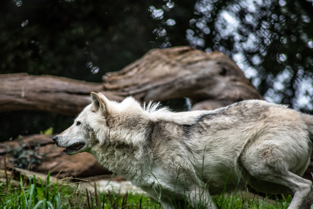 Gray and White Wolf