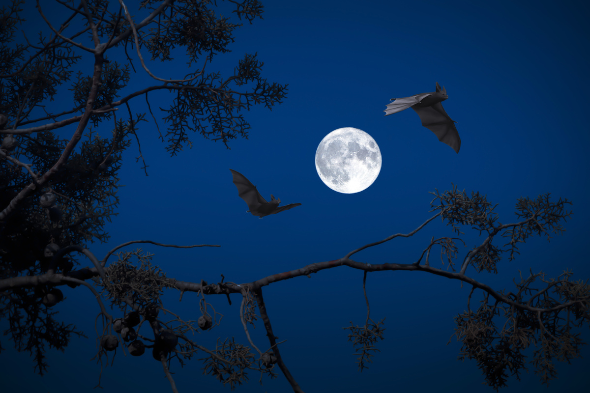 Full Moon at Night